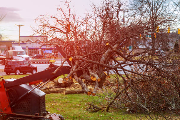 Tree and Shrub Care in Justice, OK